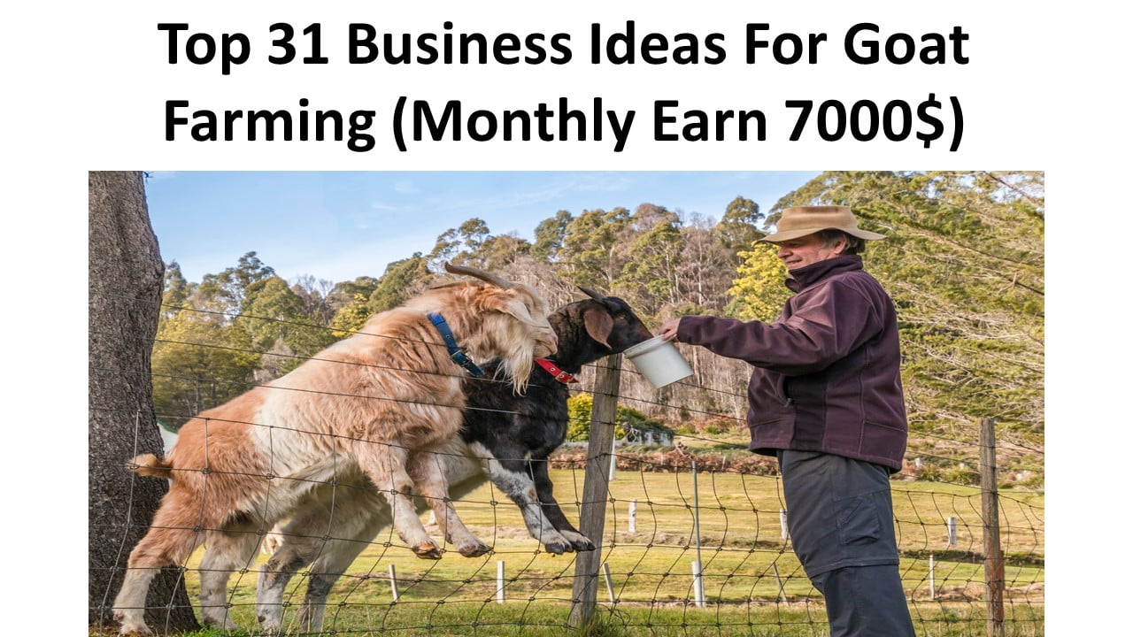 Top 31 Business Ideas For Goat Farming 